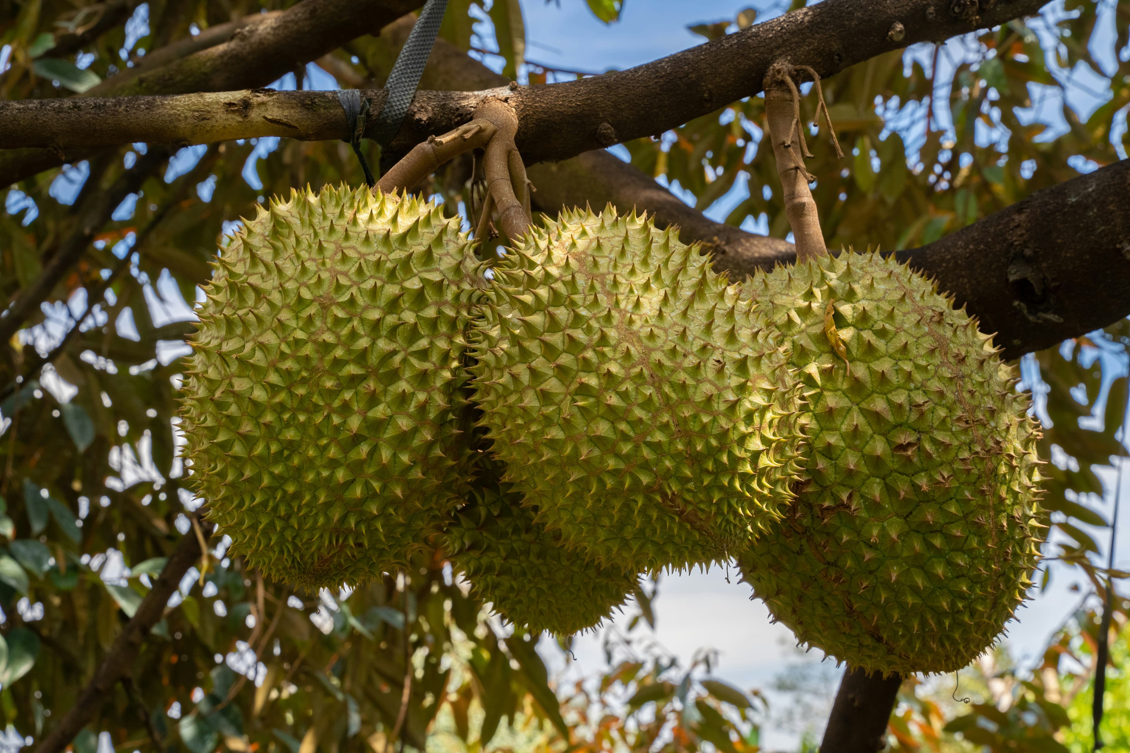 ทีมคัดสรรสินค้า